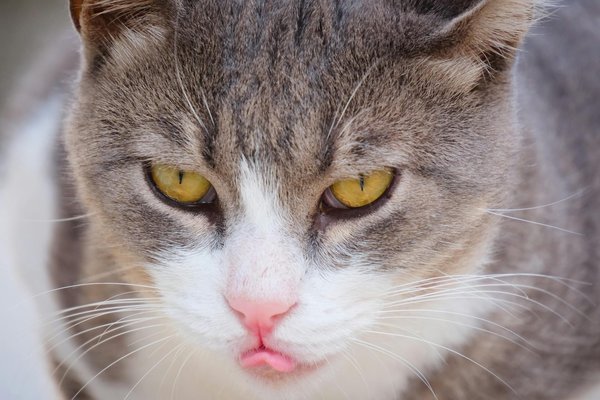 Wie können neuronale Netze die Bildverarbeitung in der medizinischen Diagnostik verbessern?
